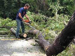 Best Tree Mulching  in Richmond, KY