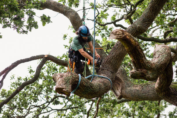 Best Storm Damage Tree Cleanup  in Richmond, KY