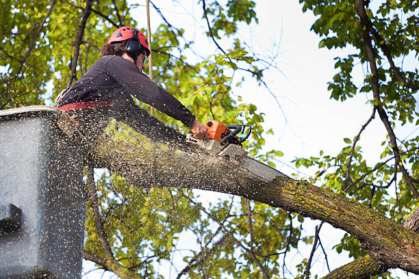 Best Palm Tree Trimming  in Richmond, KY