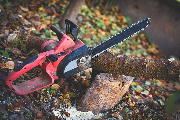 How Our Tree Care Process Works  in  Richmond, KY